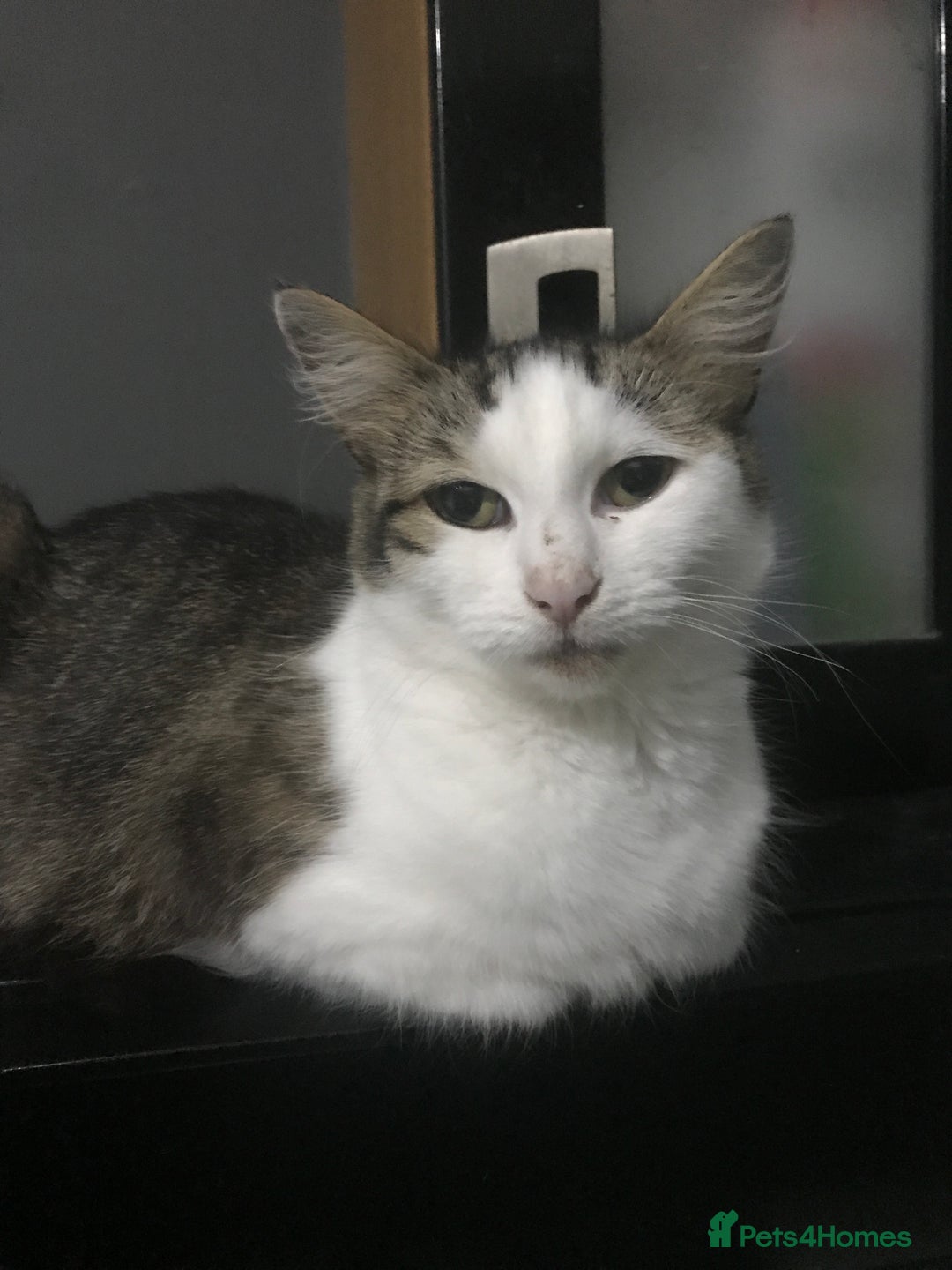 Domestic Shorthair cats for sale: 5 male kittens ready to leave now  - Image 9