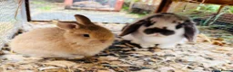Mini Lop rabbits for sale: Beautiful Mini Lop - Advert 5