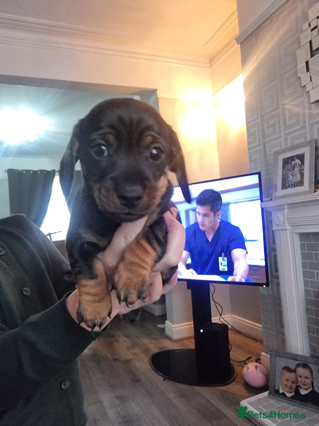 Miniature Dachshund dogs for sale: miniture dachshund - Advert 4