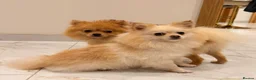 Pomeranian dogs for sale: 2 fluffy Pomeranians for sale  - Advert 26