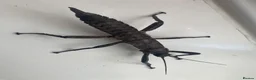 Mixed Breed invertebrates for sale: Fancy springtails , millipedes , beetles , mantis  - Advert 3
