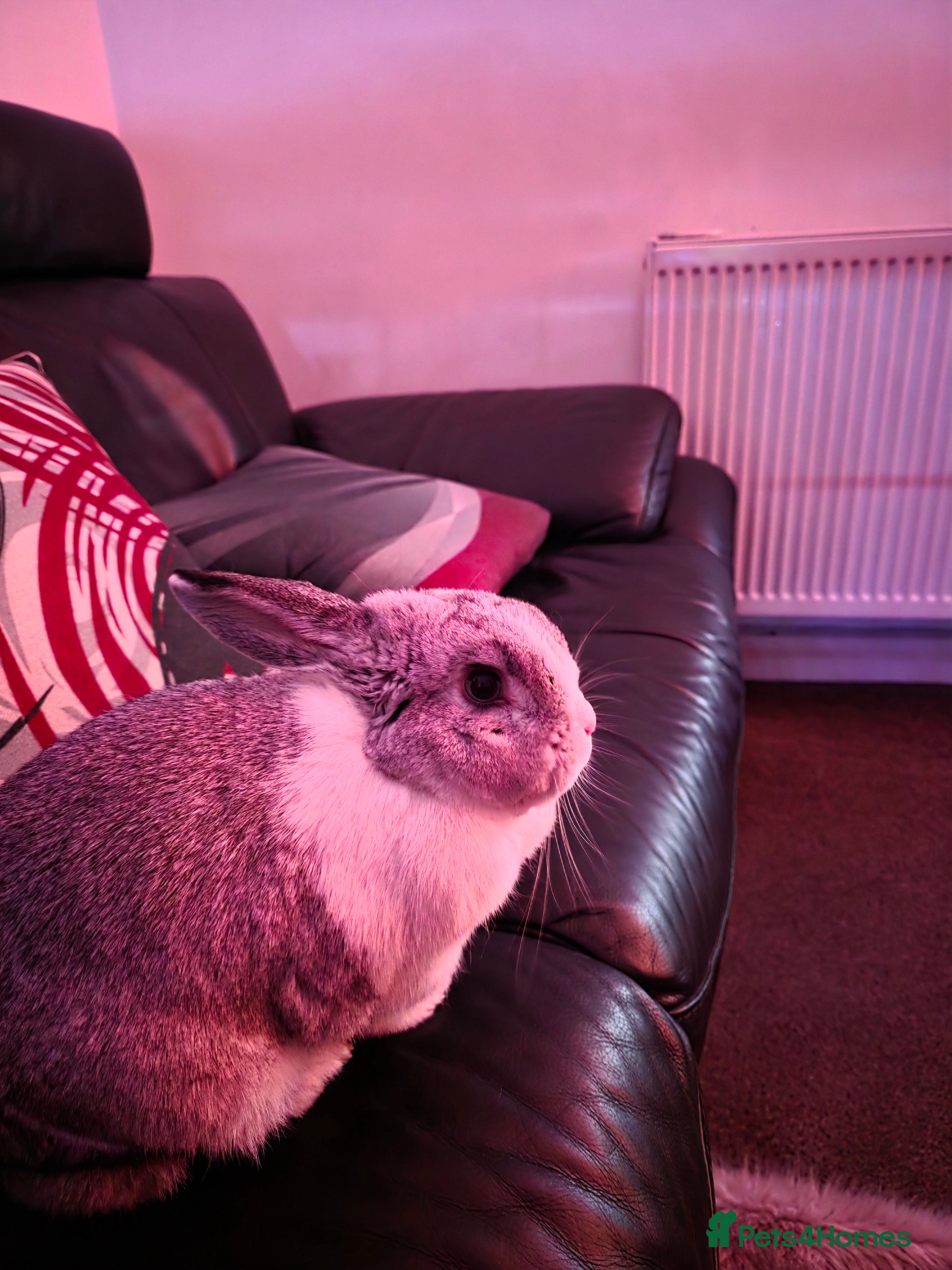 Mini Lop rabbits Miss Floppy - Advert 4