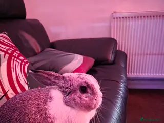 Mini Lop rabbits Miss Floppy - Advert 1