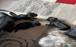 Yorkshire Terrier dogs for sale: Beautiful miniature Yorkie Biewer terriers - Image 9