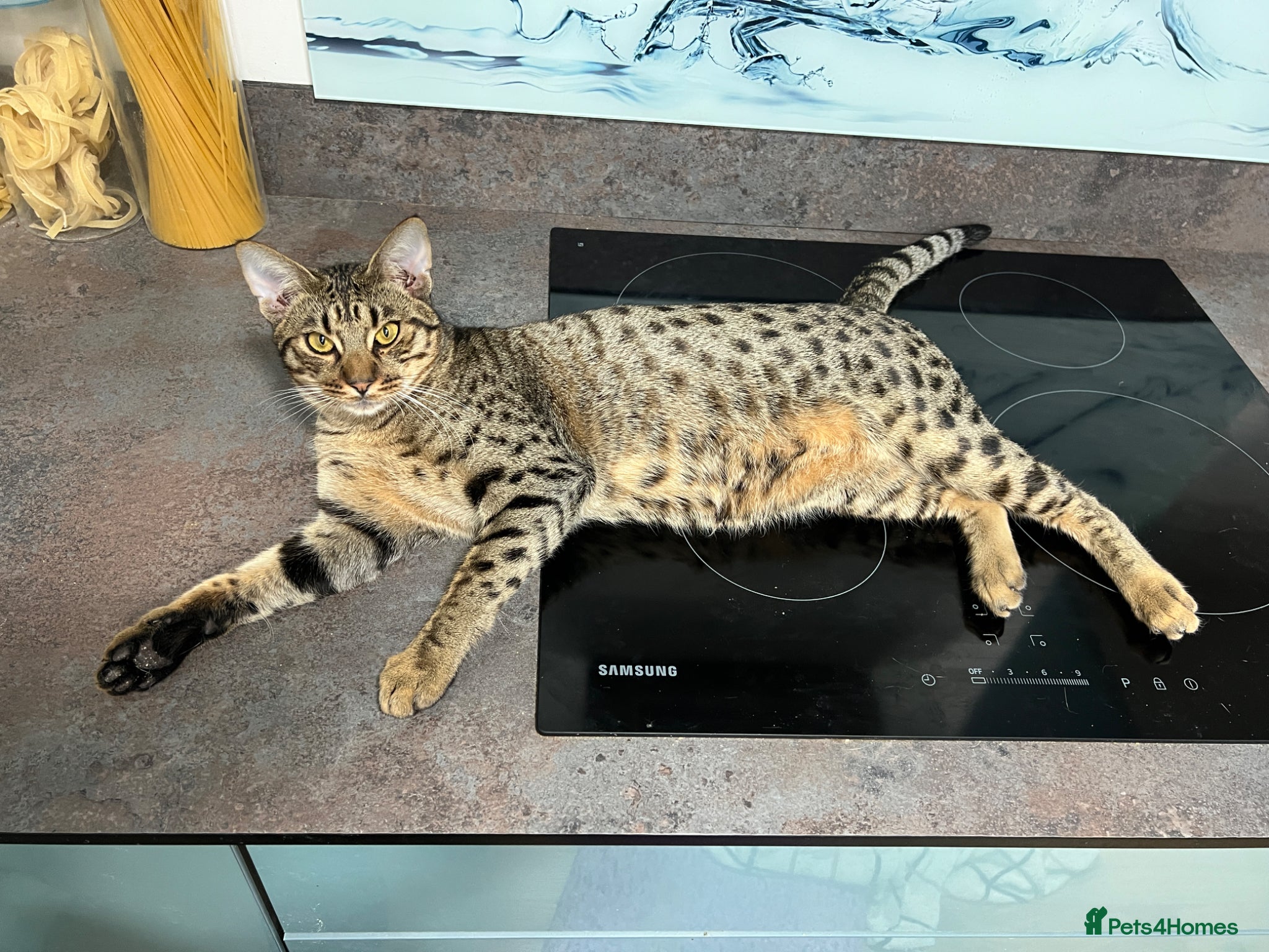 Ocicat cats Beautiful young neutered Tawny male Ocicat - Advert 5