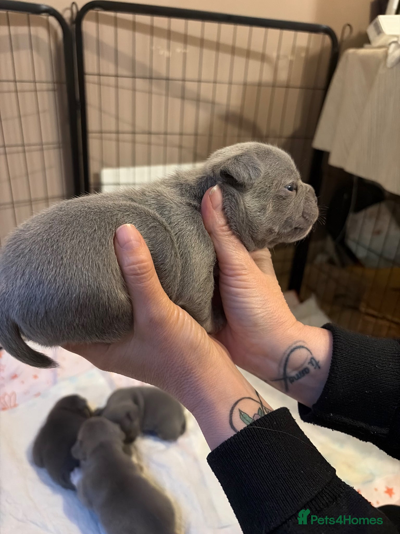 French Bulldog dogs for sale: French bulldog puppies  - Advert 9
