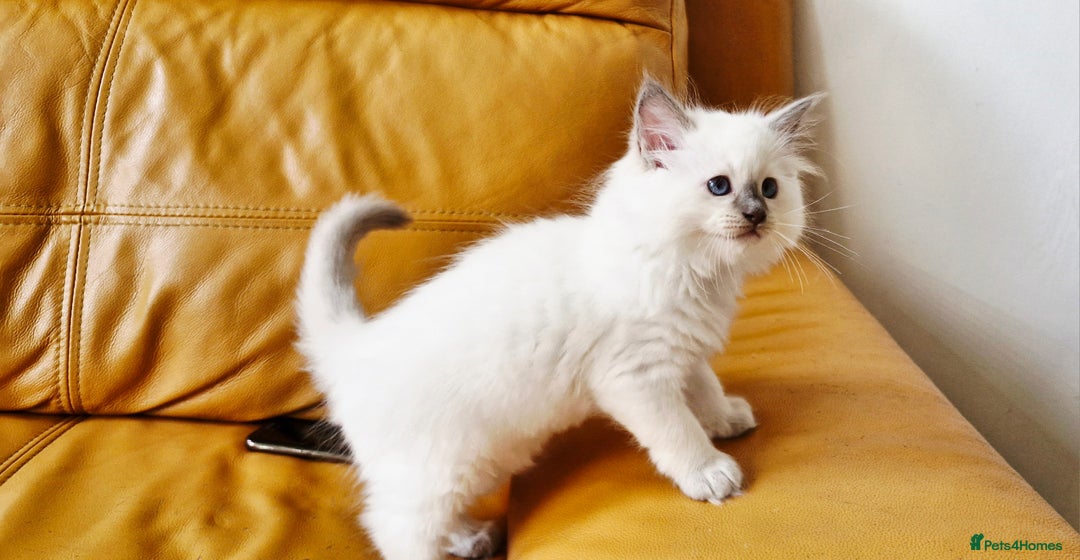 Ragdoll cats for sale: 🐾Last  Girl - Genetically clear 🐾 - Image 6