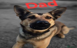 German Shepherd dogs for sale: Puppy German Shepherd  - Image 2