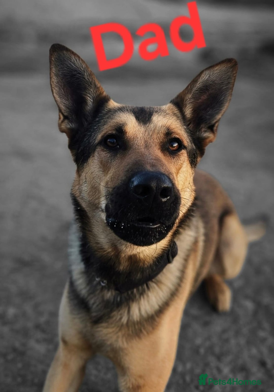 German Shepherd dogs for sale: Puppy German Shepherd  - Image 2