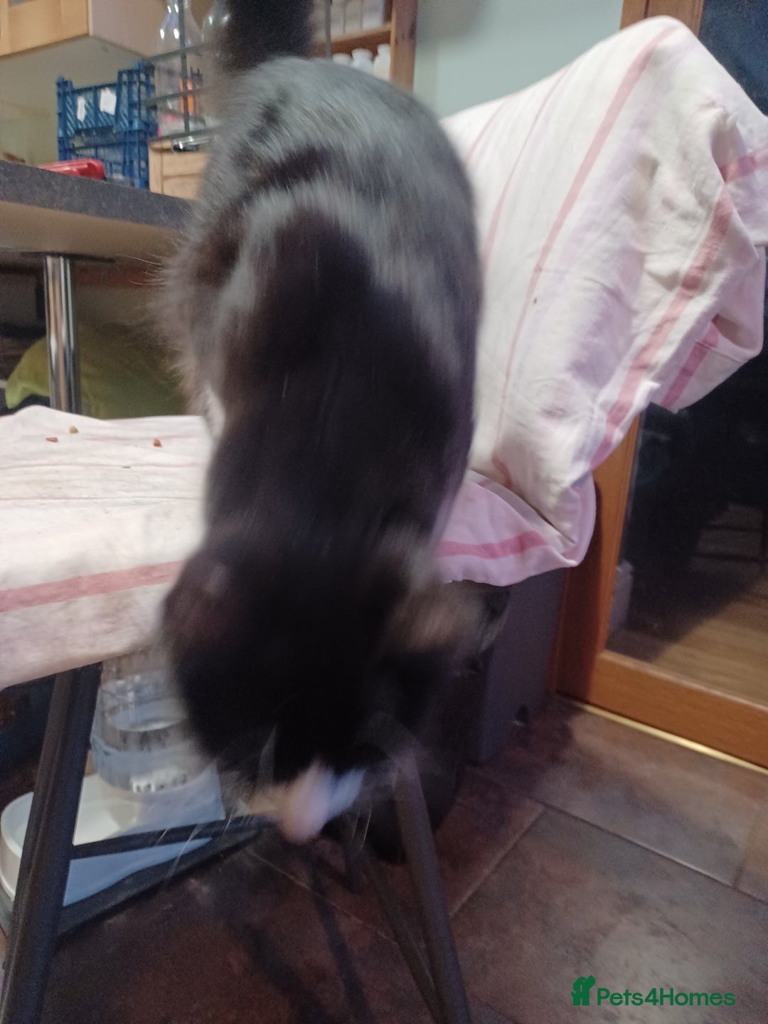 Mixed Breed cats for sale: Adorable cuddly kittens - Advert 18