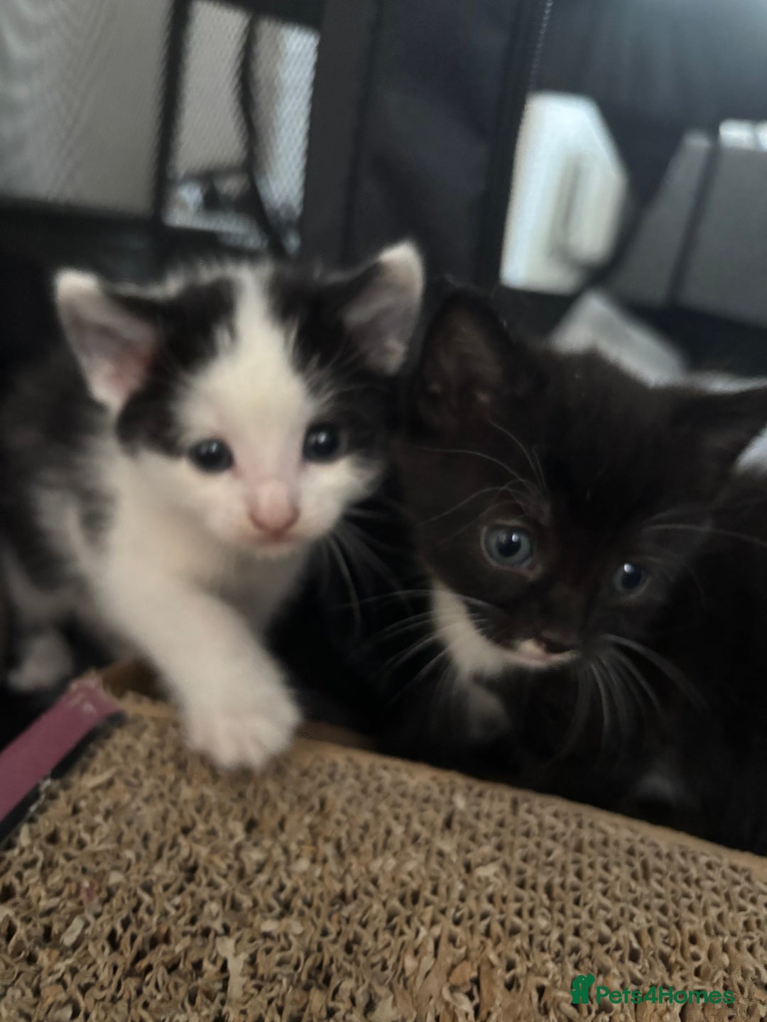British Longhair cats for sale: Three adorable kittens  - Image 28