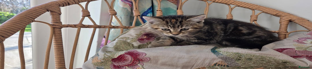 Mixed Breed Kitten 4