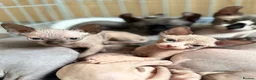 Sphynx cats for sale: 3 Girls left TICA Canadian Elf Sphynx  - Advert 1