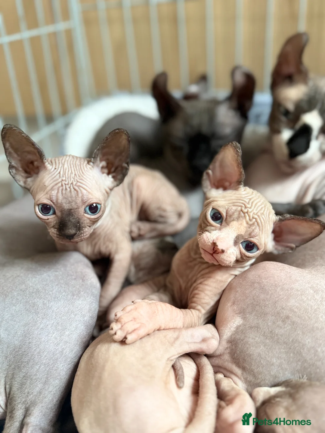 Sphynx cats for sale: 3 Girls left TICA Canadian Elf Sphynx  - Advert 1