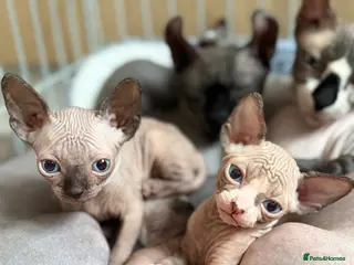 Sphynx cats 3 Girls left TICA Canadian Elf Sphynx - Advert 2