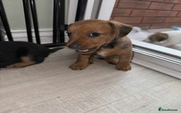 Mixed Breed dogs for sale: Jack Russel x Lucas Terrier Puppies - Image 2
