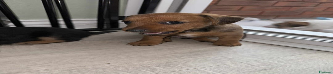 Dipstick