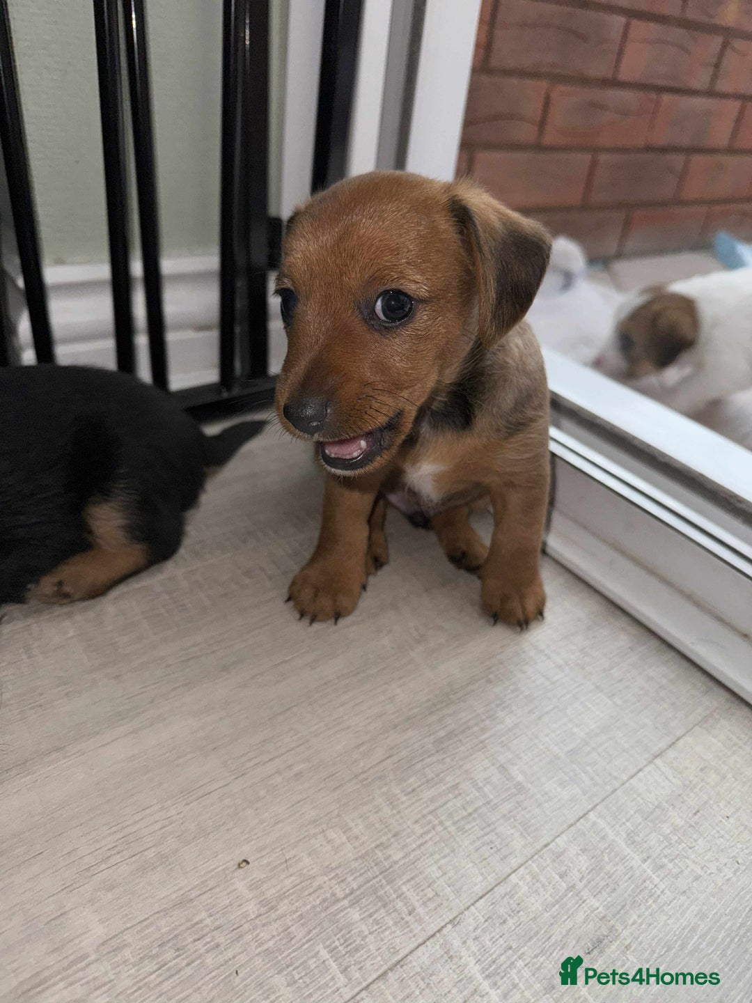 Mixed Breed dogs for sale: Jack Russel x Lucas Terrier Puppies - Image 2