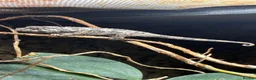Chameleon reptiles for sale: Jackson Chameleon babies - Advert 2