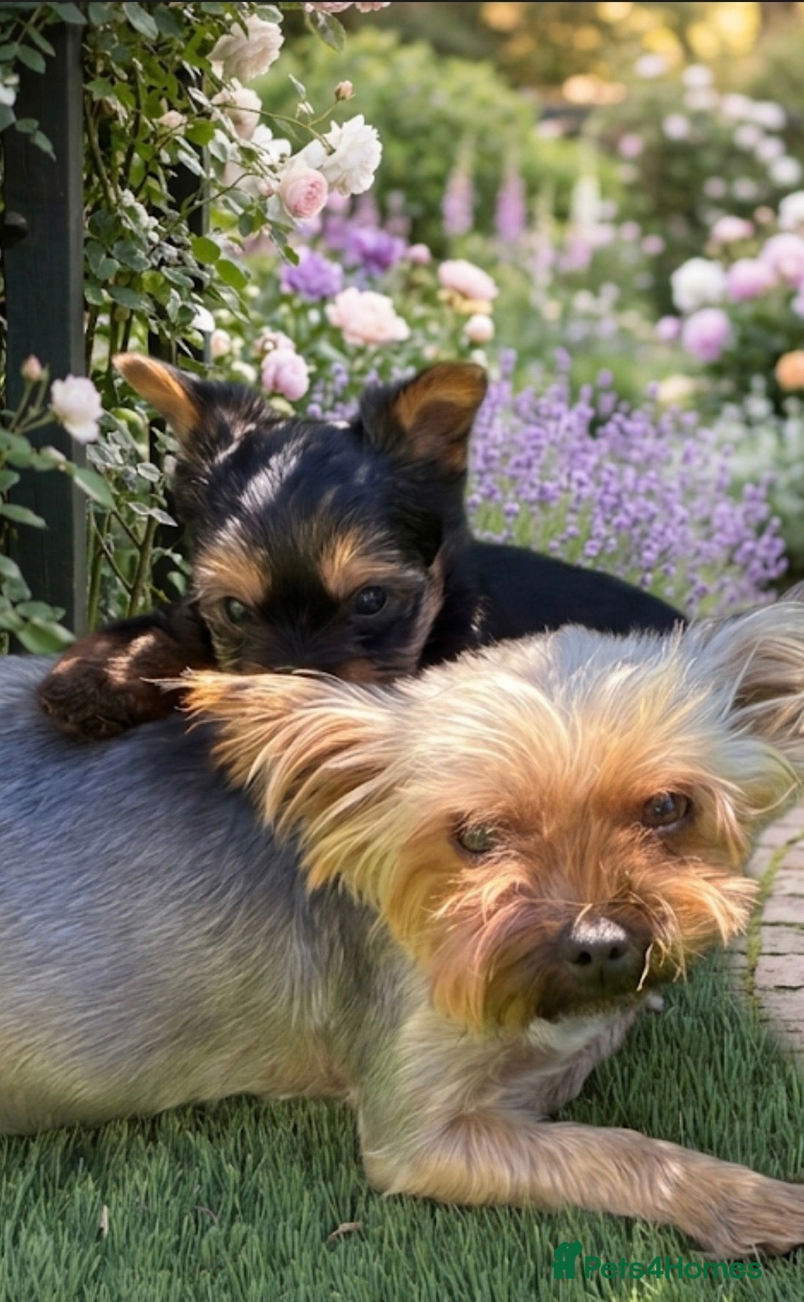 Yorkshire Terrier dogs Kc Yorkshire Terrier puppy’s  - Advert 2