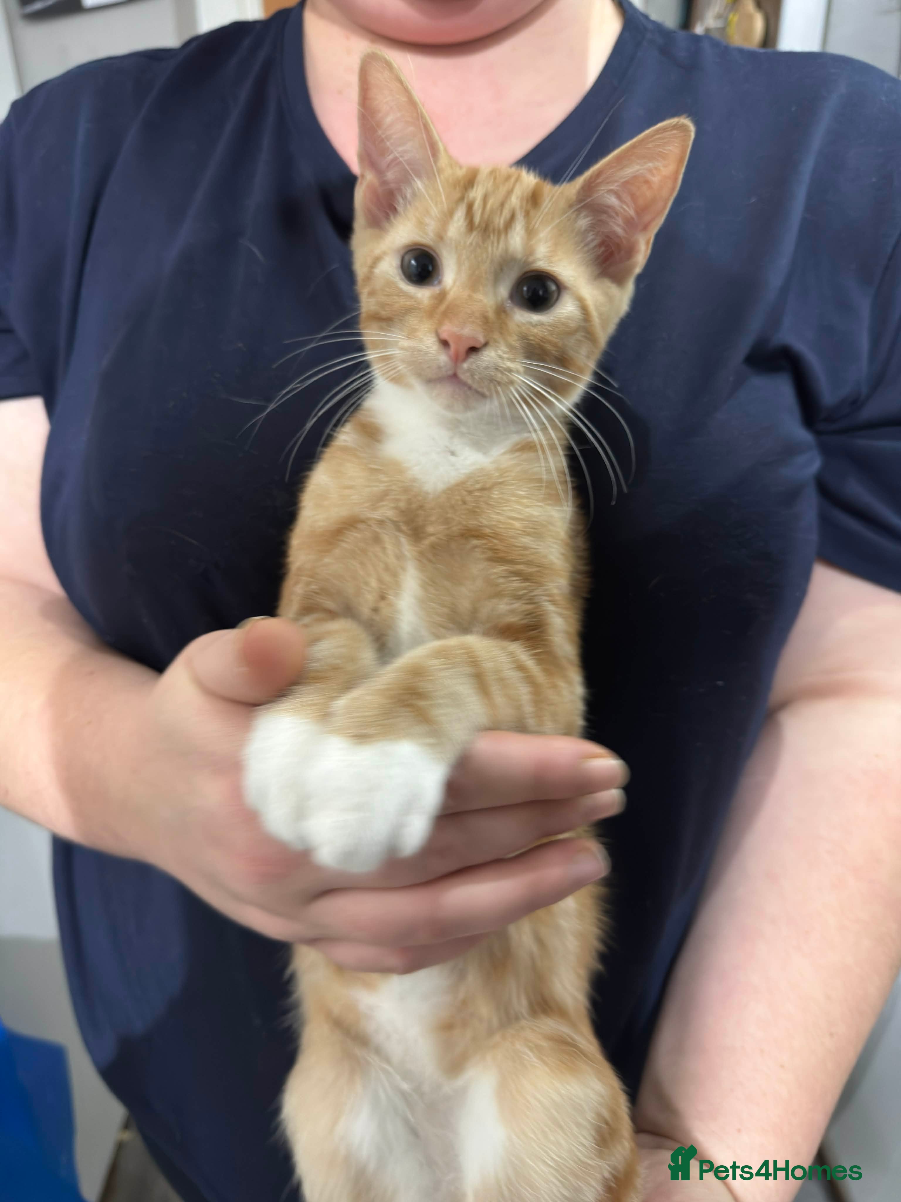 Mixed Breed cats Adorable Ginger and white kitten  - Advert 8