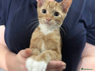 Mixed Breed cats Adorable Ginger and white kitten - Advert 8
