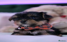 Yorkshire Terrier dogs for sale: Yorkshire Terrier Puppies  - Image 9