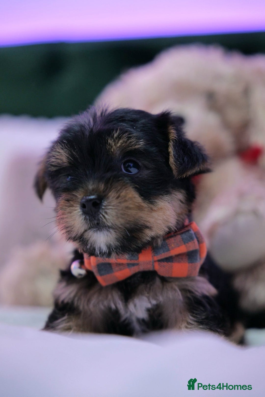 Yorkshire Terrier dogs for sale: Yorkshire Terrier Puppies  - Image 9