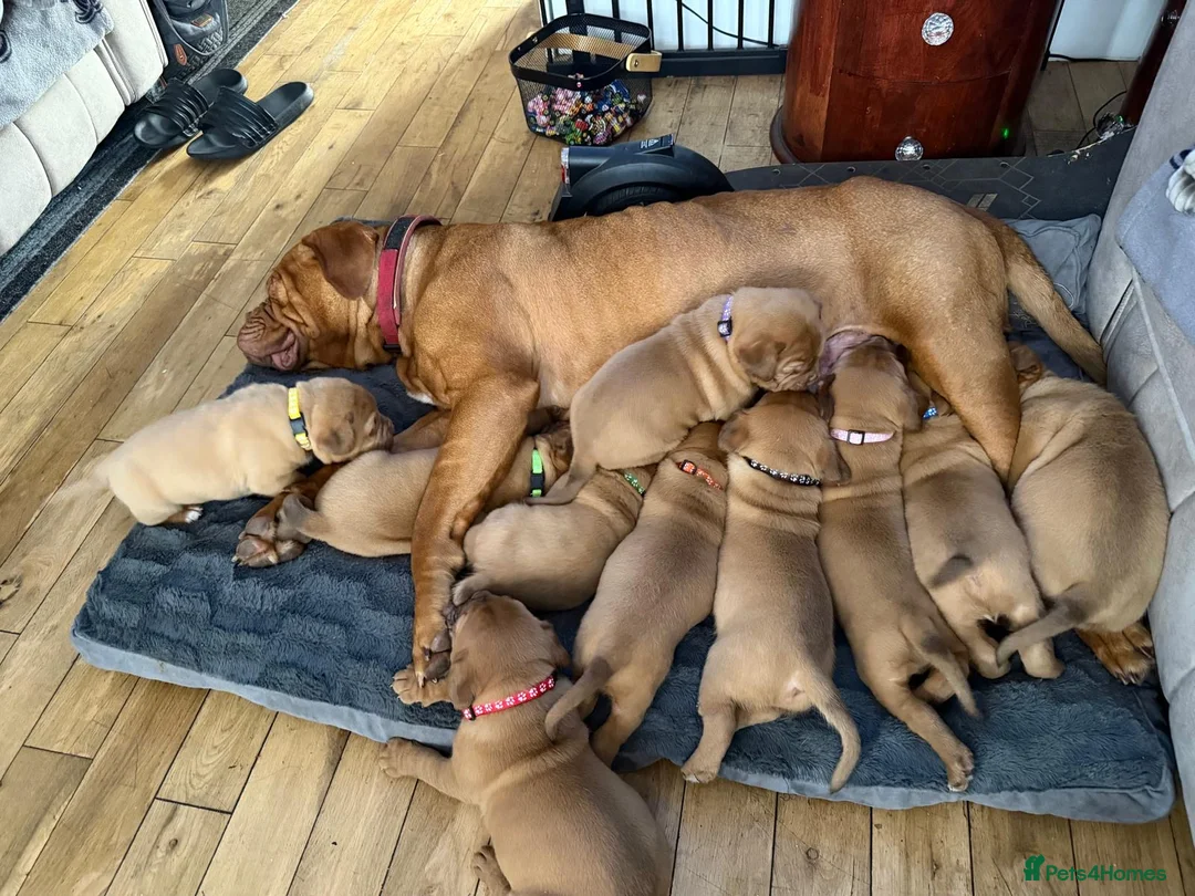 Dogue De Bordeaux dogs for sale: Dogue de Bordeaux in Gillingham - Advert 1