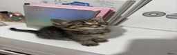 Mixed Breed cats for sale: Female tabby kitten - Advert 4