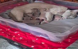 Burmese cats for sale: Burmese kittens for sale in Doncaster - Image 1
