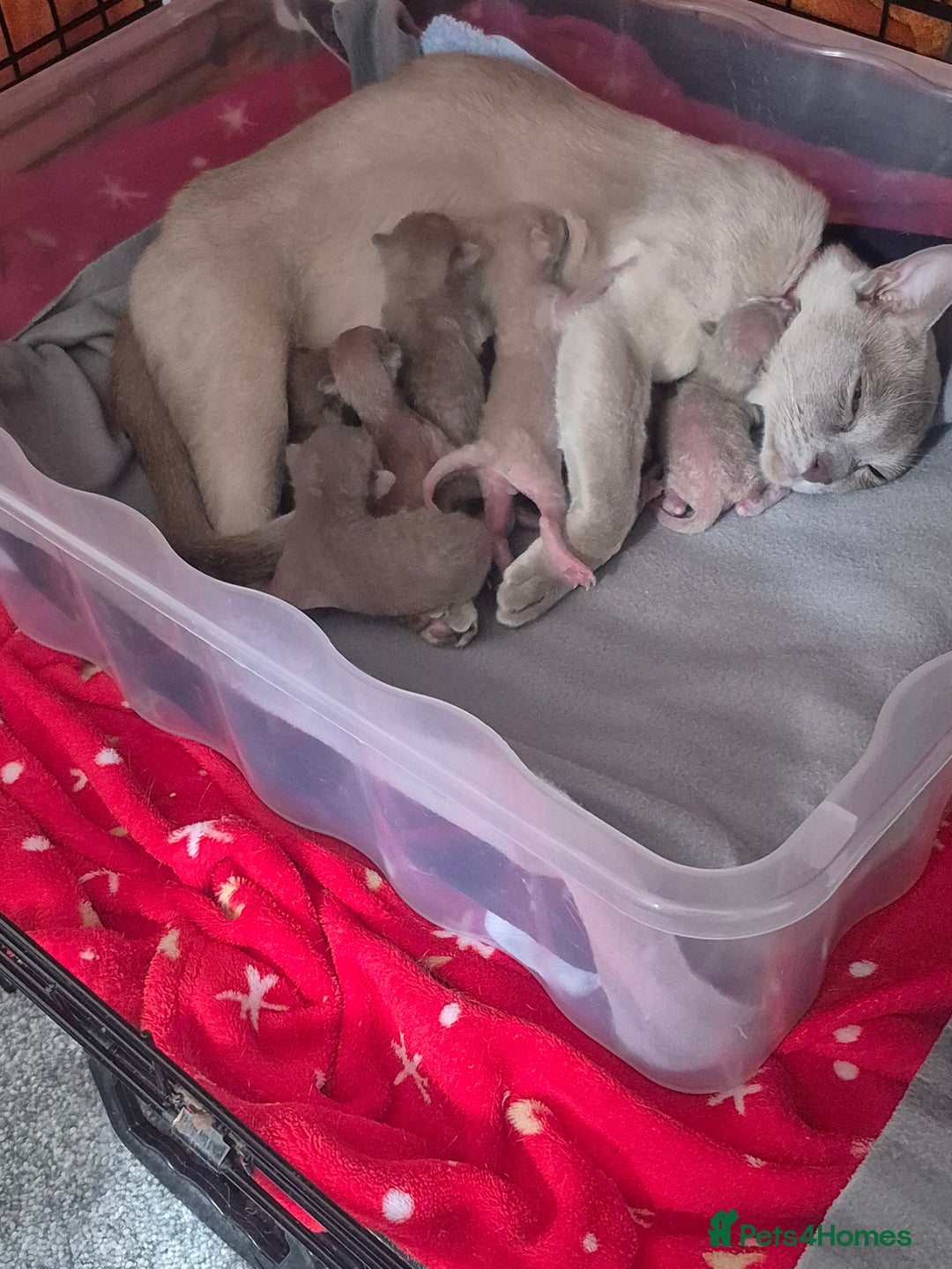 Burmese cats for sale: Burmese kittens for sale in Doncaster - Image 1