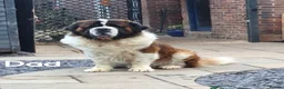 Saint Bernard dogs for sale: Beautiful KC registered Saint Bernard puppies in Scunthorpe - Advert 11