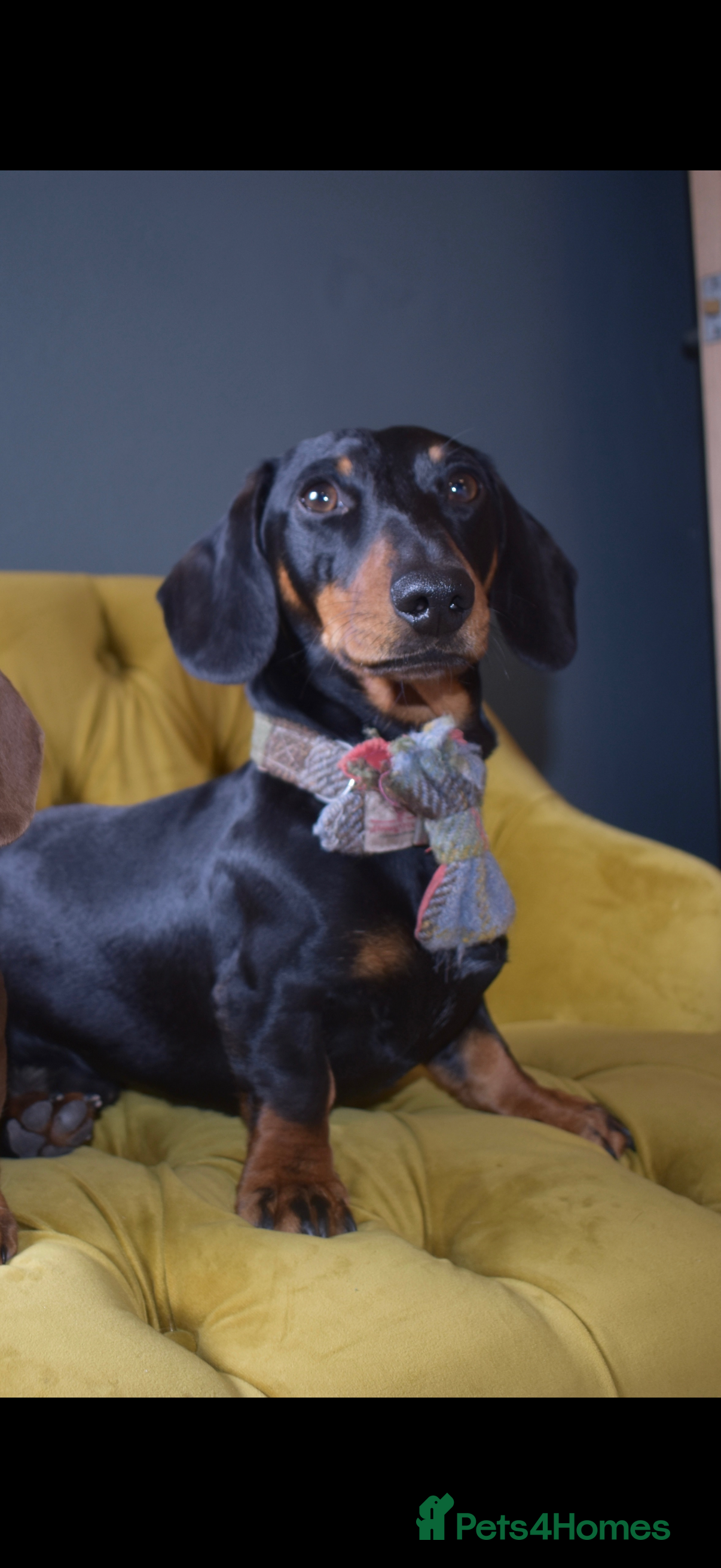 Miniature Dachshund dogs Proven miniature daschund - Advert 2