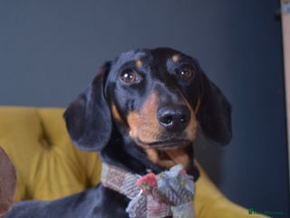 Miniature Dachshund dogs Proven miniature daschund - Advert 2