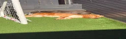 Cocker Spaniel dogs for sale: Beautiful Cocker boy - Advert 4