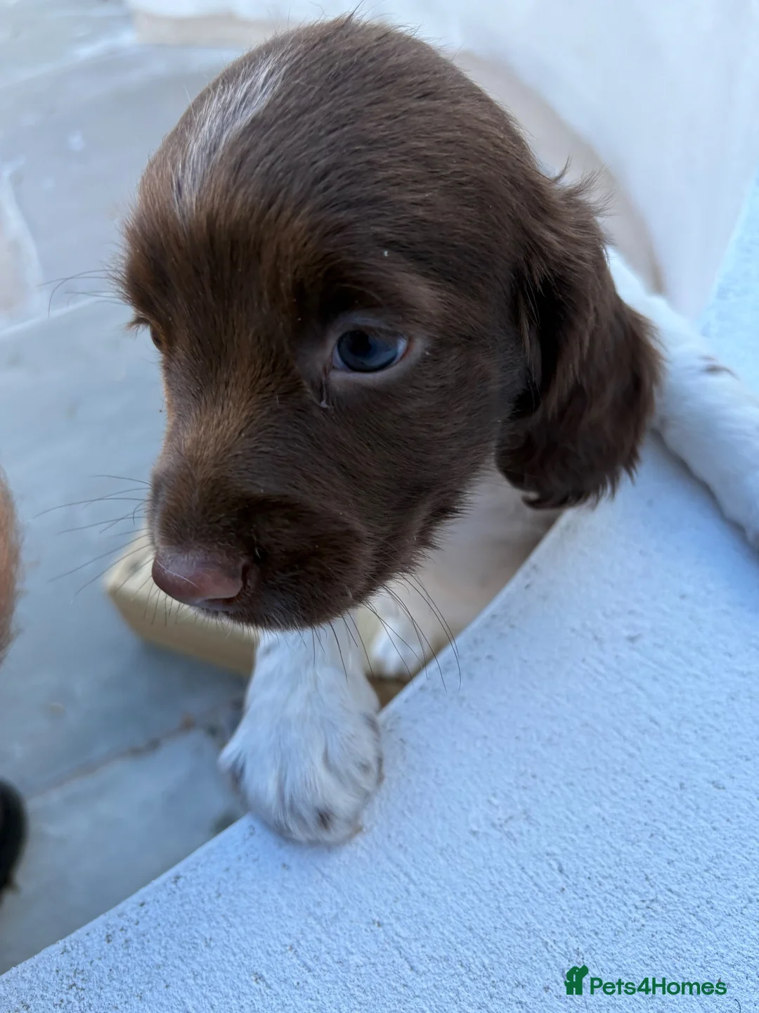 English Springer Spaniel dogs for sale: Springer spaniel puppies for sale in Burry Port - Advert 1