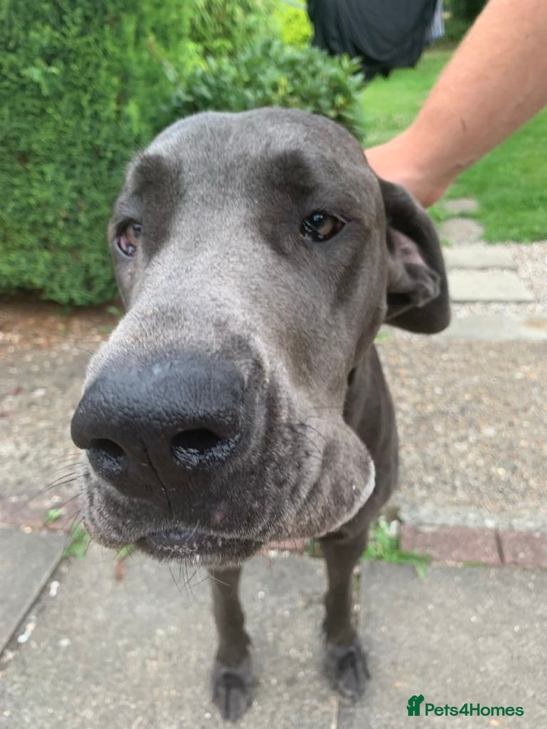 Great Dane dogs for sale: Great Dane Pup - Image 1