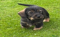 Miniature Dachshund dogs for sale: Wire Haired KC Miniature Dachshund  - Image 15
