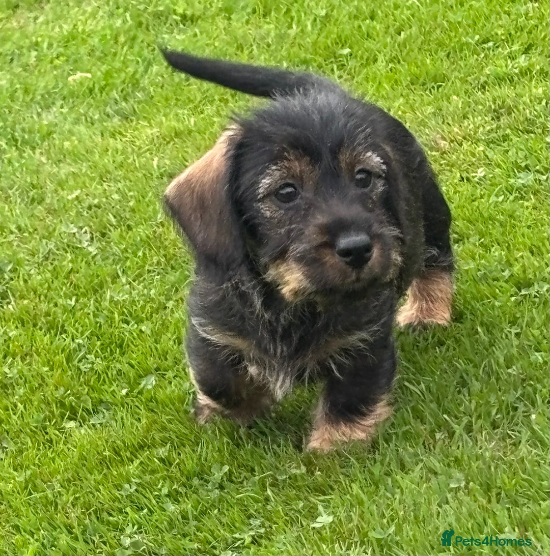 Miniature Dachshund dogs for sale: Wire Haired KC Miniature Dachshund  - Image 15