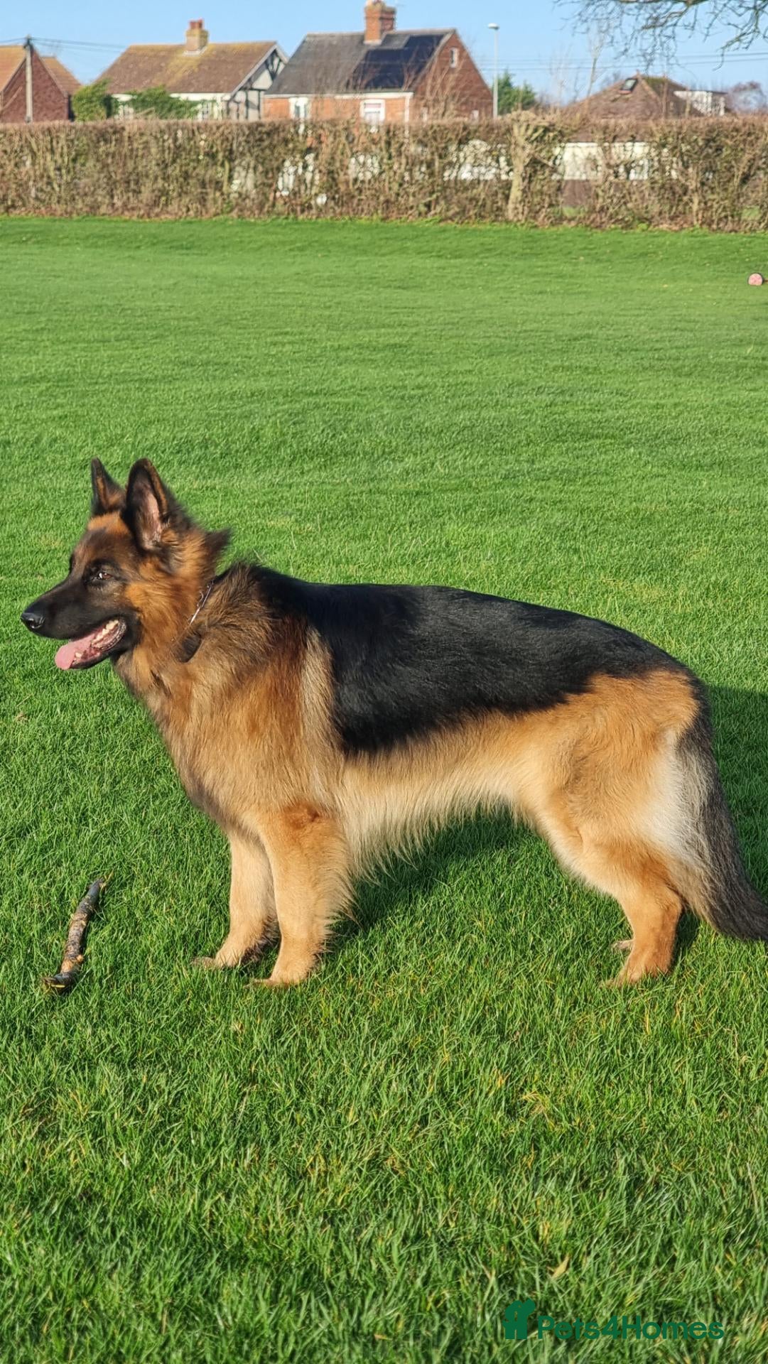 German Shepherd dogs     Exceptional Long Coat German Shepherd Stud 🐾 - Advert 2