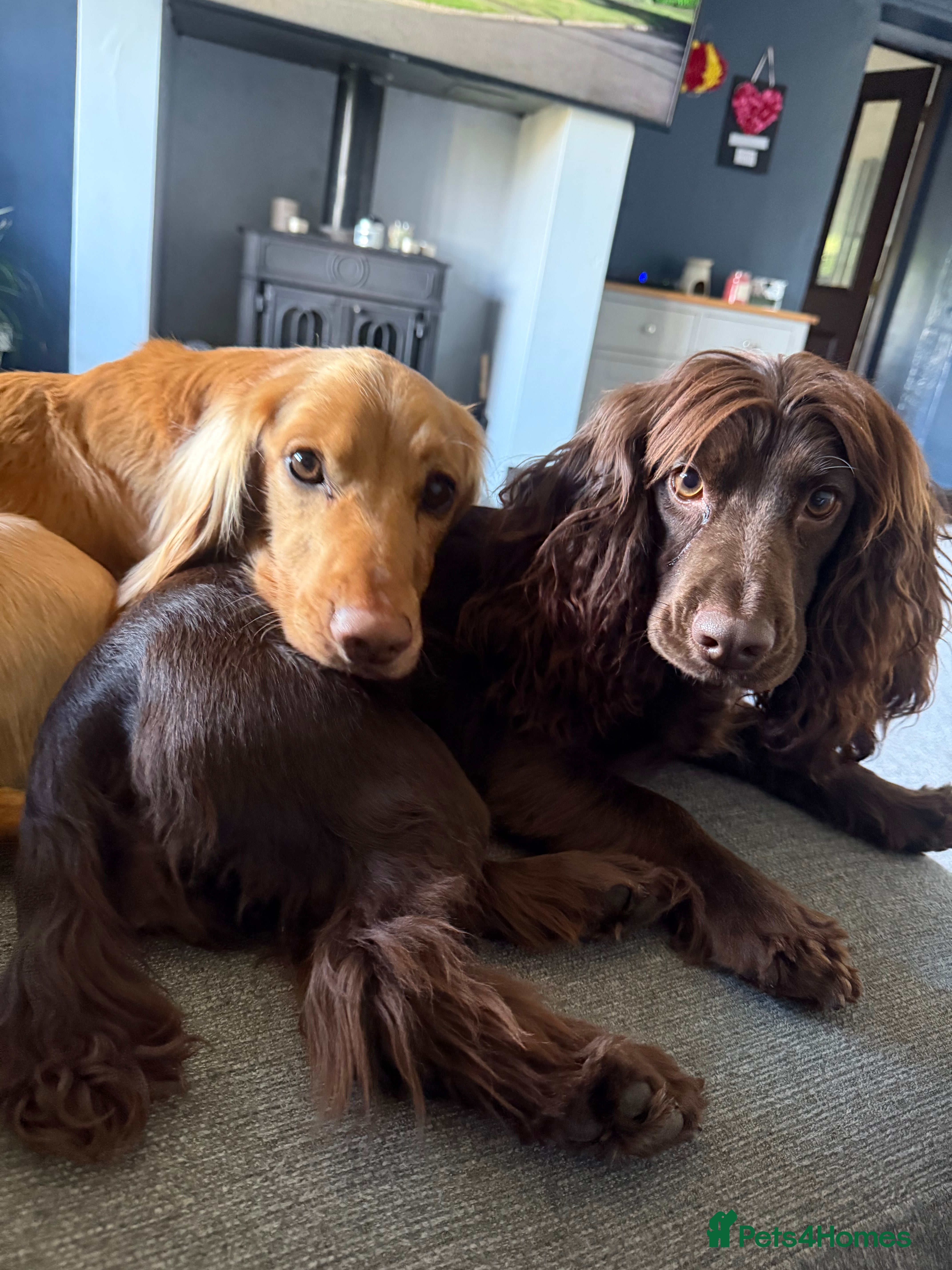 Cocker Spaniel dogs Stunning working cocker spaniels  - Advert 2