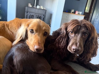 Cocker Spaniel dogs Stunning working cocker spaniels - Advert 2