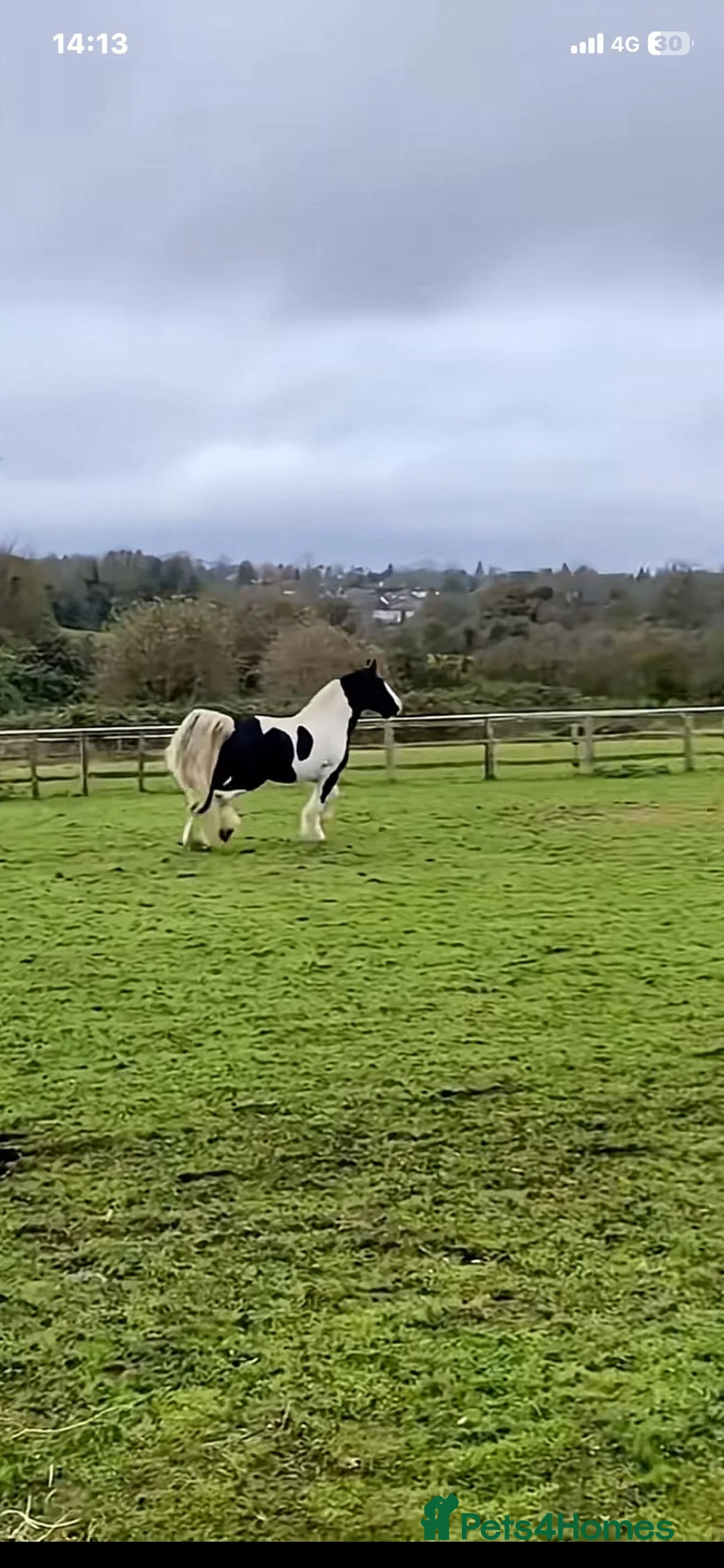 Irish Cob horses for sale: PETER  - Advert 3