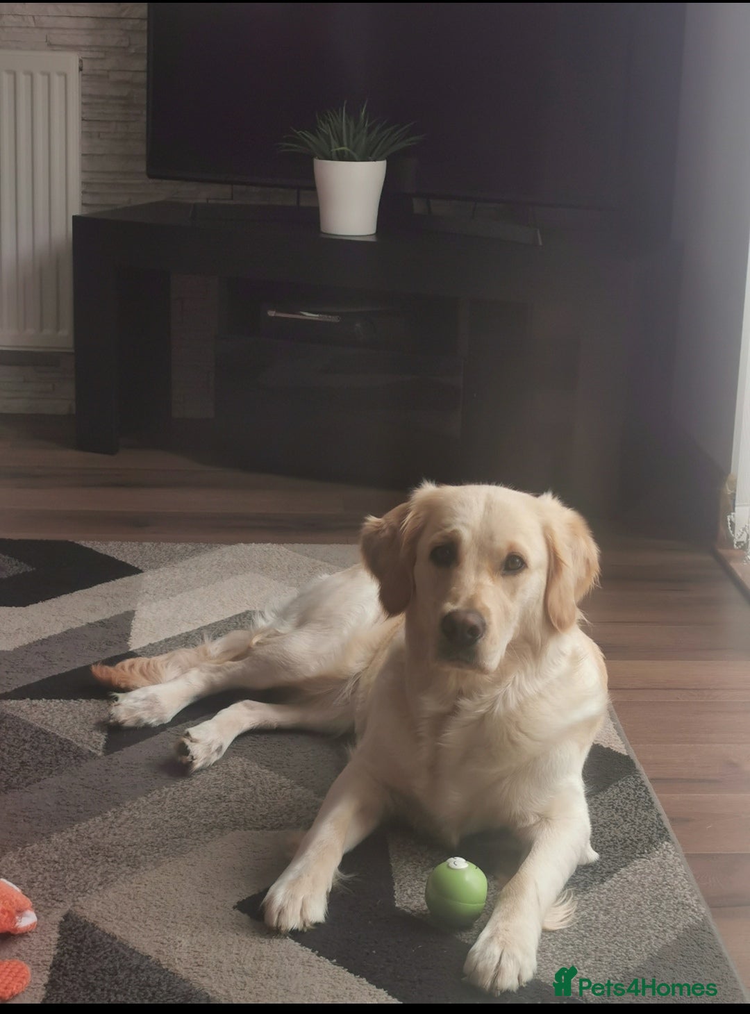 Golden Retriever dogs Beautiful golden retriever puppies for sale - Advert 7