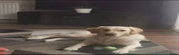 Golden Retriever dogs for sale: Beautiful golden retriever puppies for sale - Advert 10