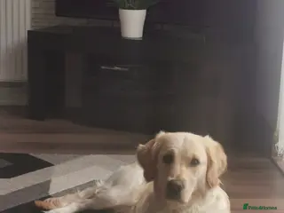 Golden Retriever dogs Beautiful golden retriever puppies for sale - Advert 7