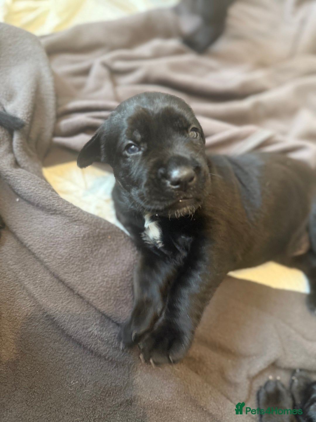 Cane Corso dogs for sale: Cane Corso pups - Image 19