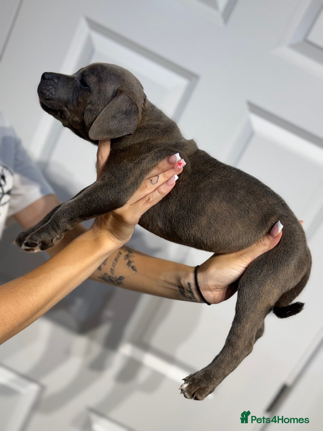 Staffordshire Bull Terrier dogs for sale: Blue Staffordshire bull terrier  - Image 14