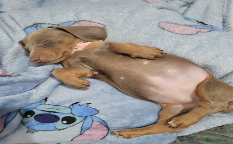 Dachshund dogs - Advert 1